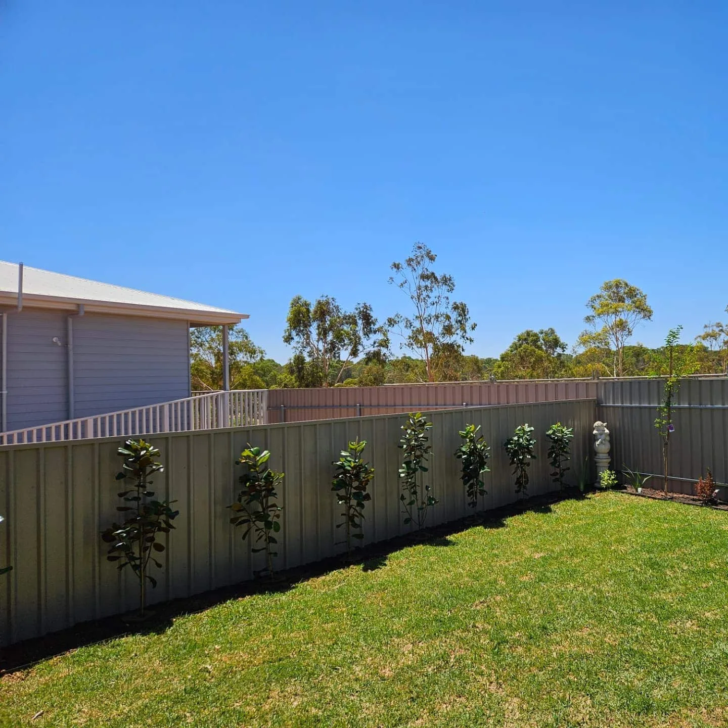 Backyard lawn with new climbers and planting along a fence line