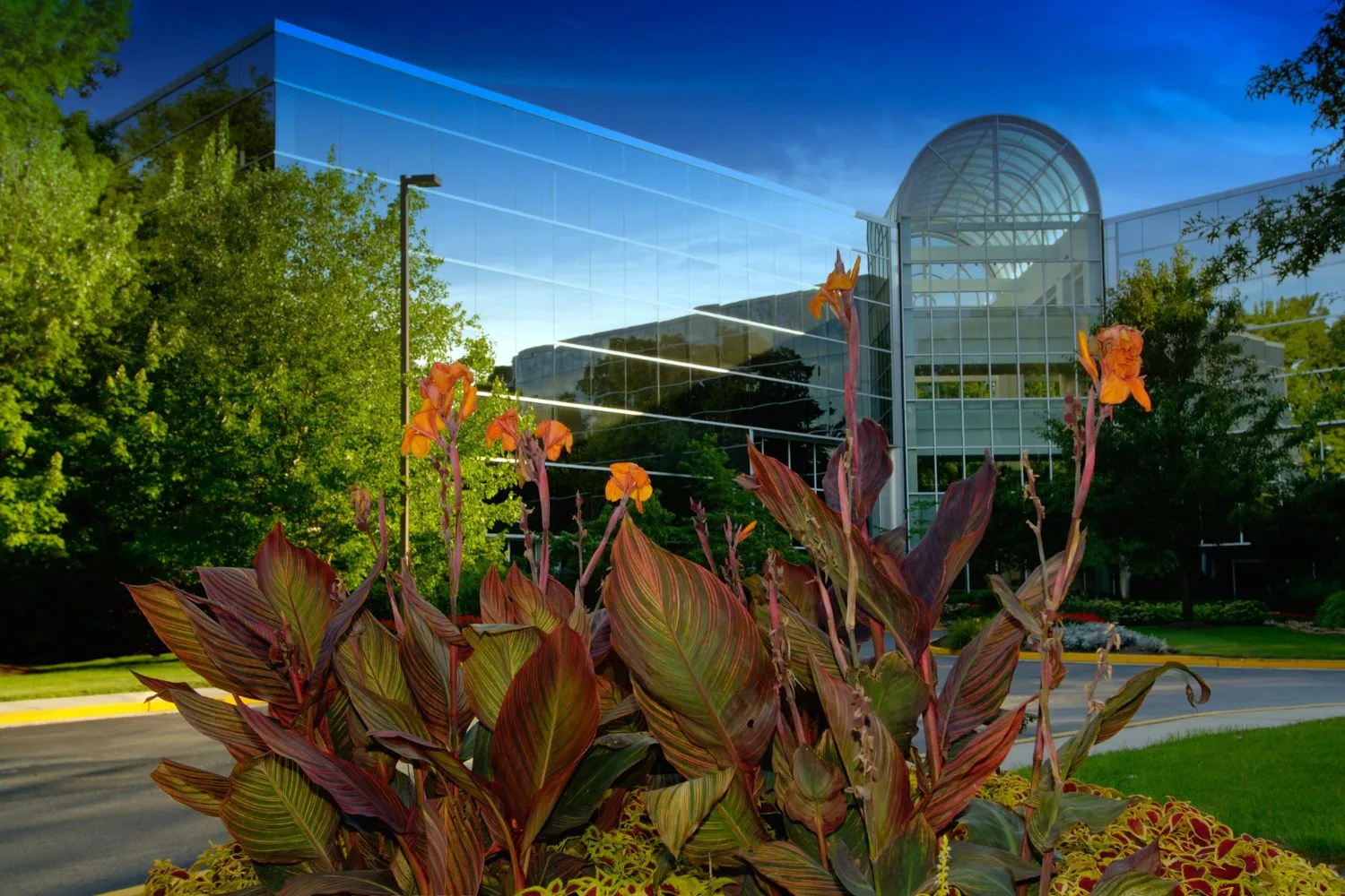 Office building forecourt with feature foliage planting at dusk