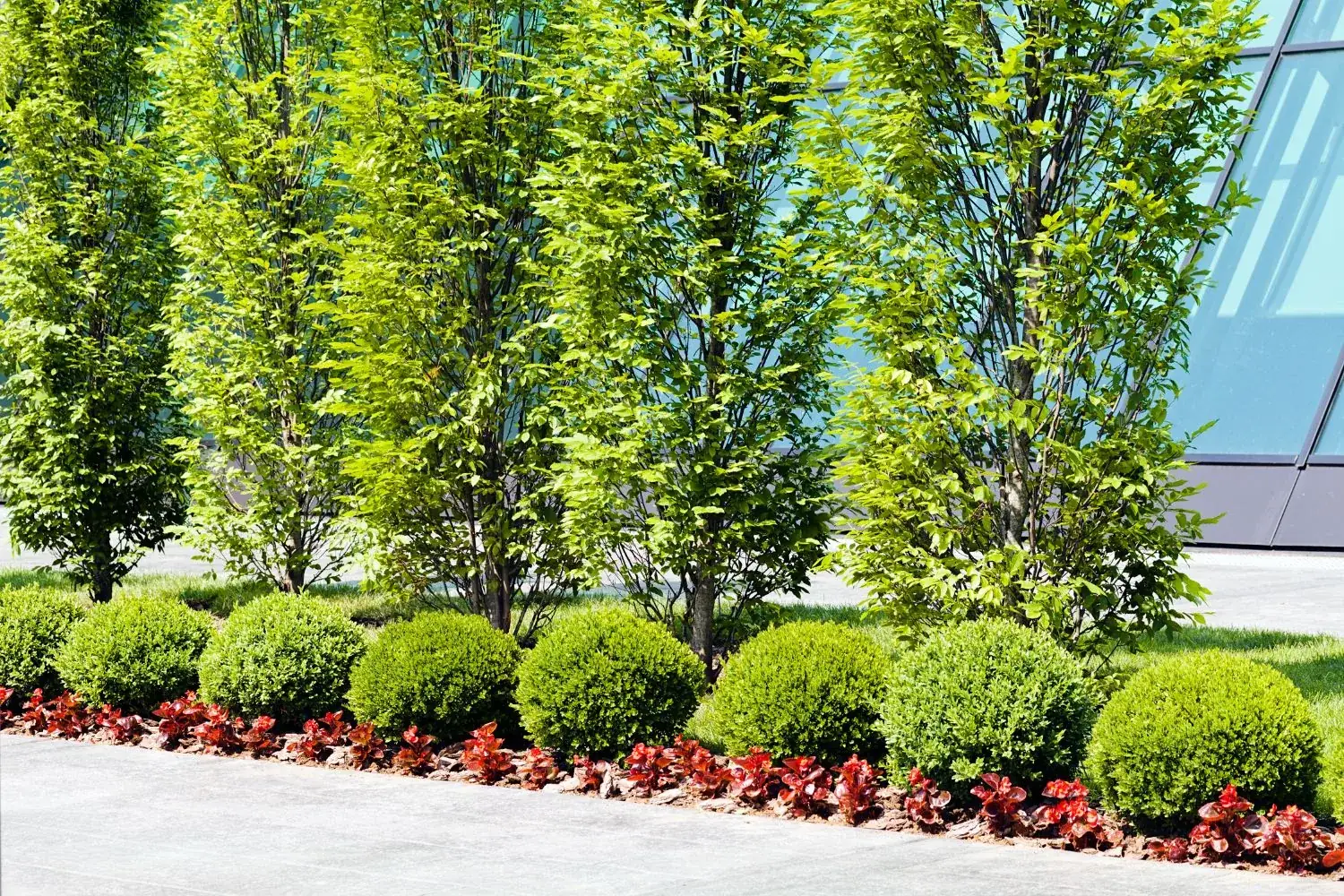 Row of trees above clipped shrubs and red bedding plants at a commercial frontage
