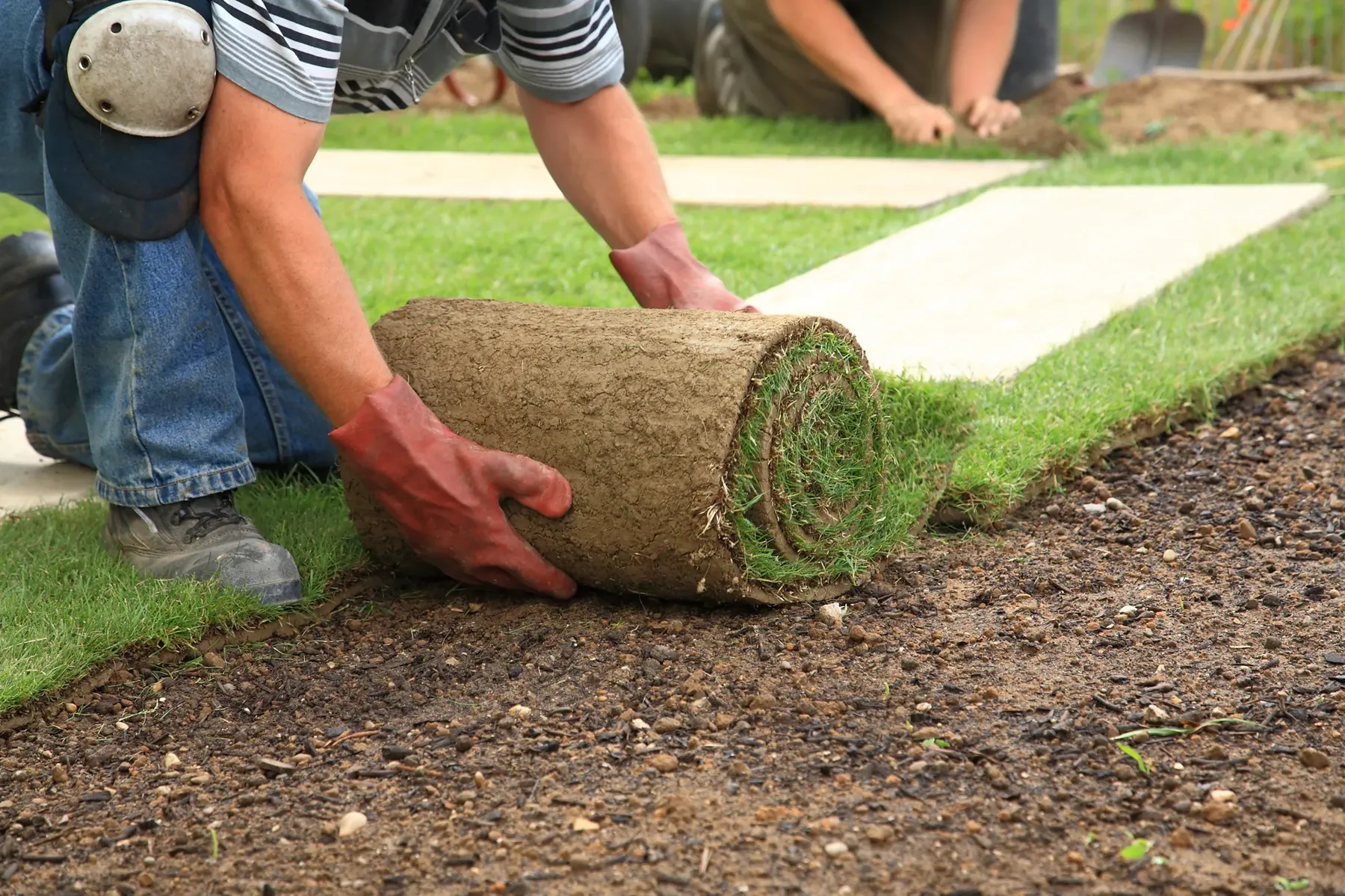 Landscaper unrolling fresh turf along a new garden edge